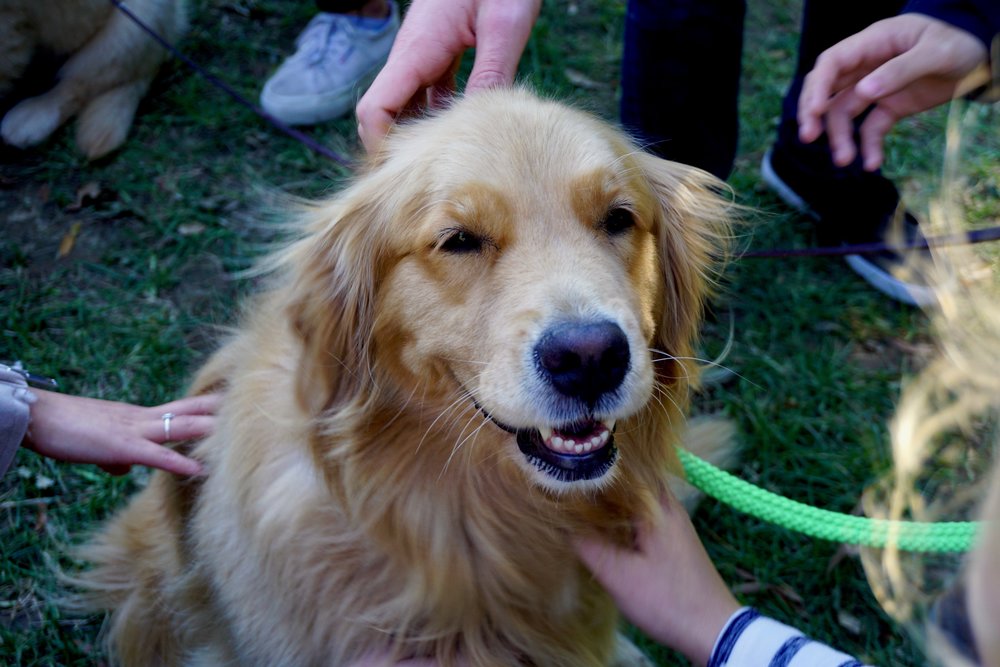 Very happy golden retriever almost smiling at the camera as four people are shown petting him in a circle.