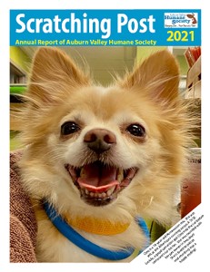 Scratching Post Annual Report 2021