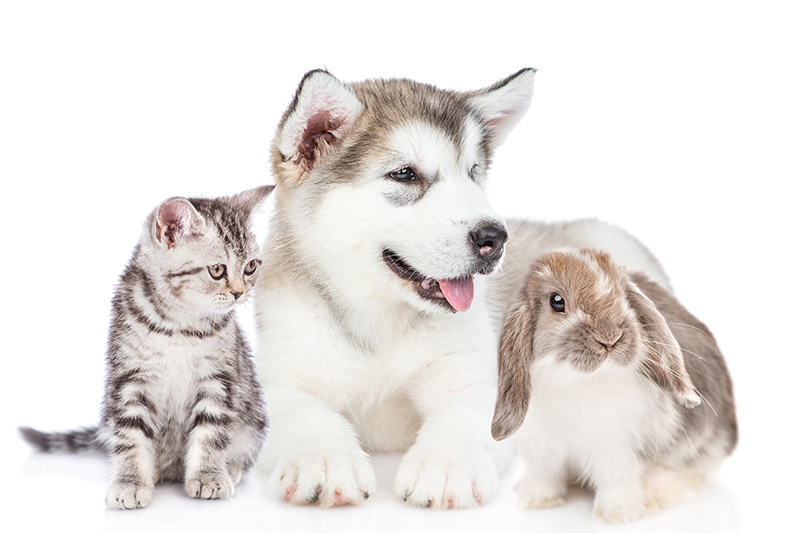 A grey kitten, husky, and brown bunny all lay together for a picture against a white background