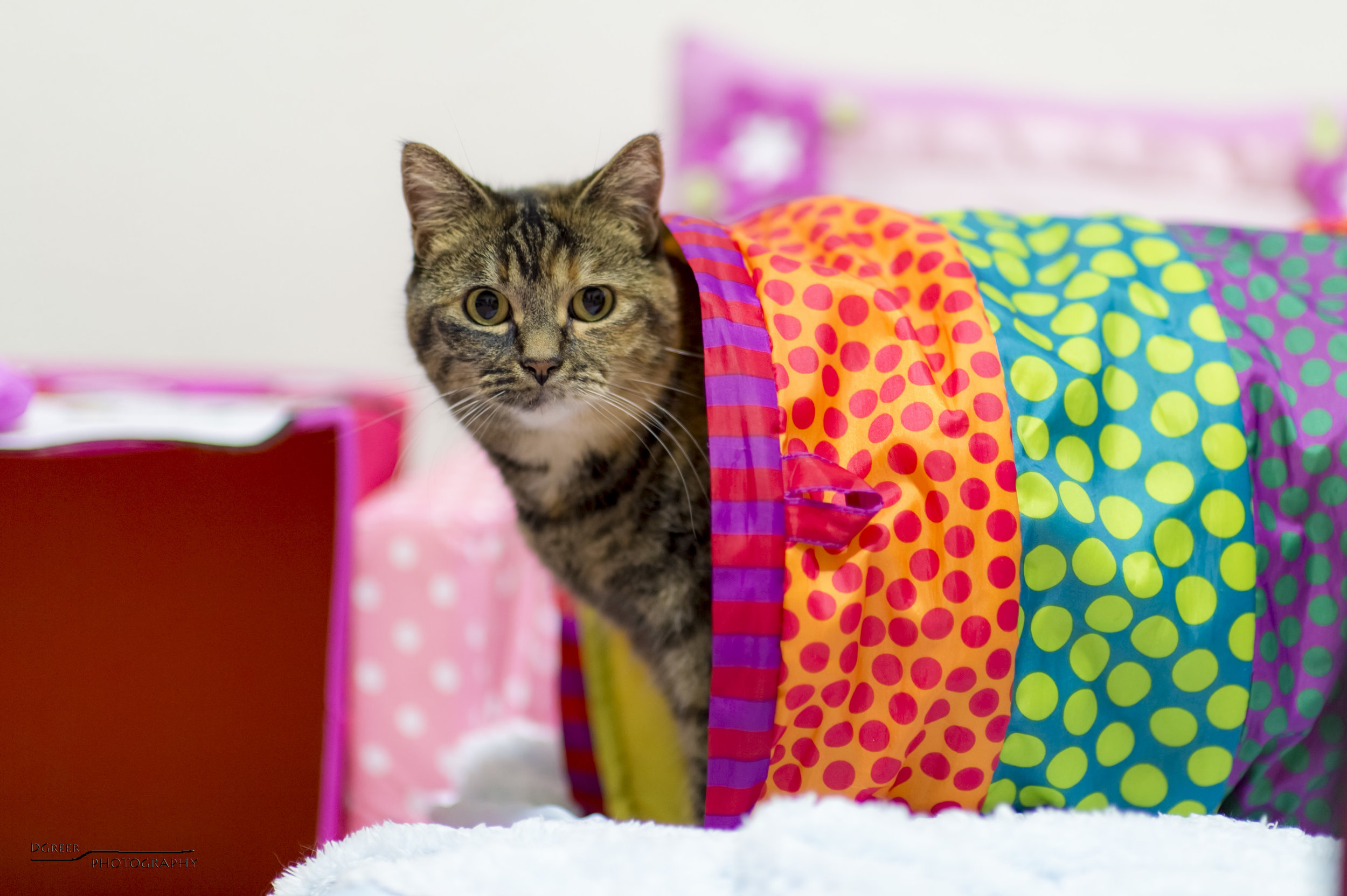 Cat poking its head out of a toy tunnel
