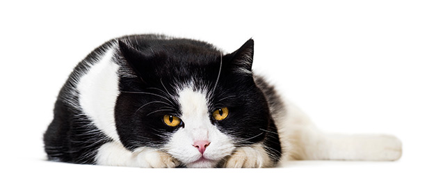 Black and white cat laying down with their face on their front paws with a white background
