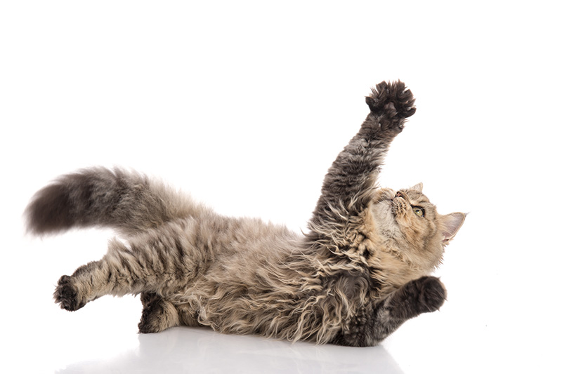 A playful gray tabby kitten lying on its back with one paw raised against a white background.