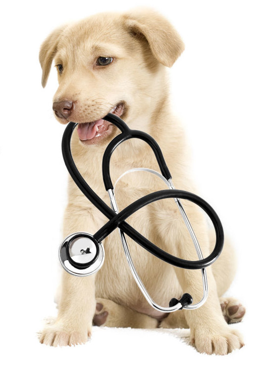 Golden retriever puppy holding a stethoscope in its mouth against a white background