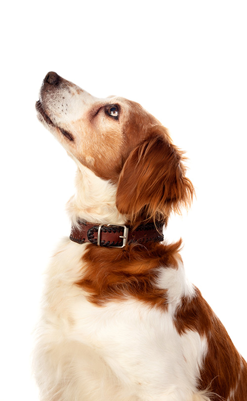 Dog looking up into air against a white background