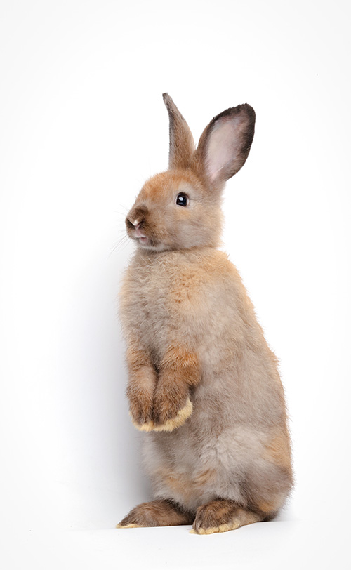 Brown bunny standing on hind legs against a white background