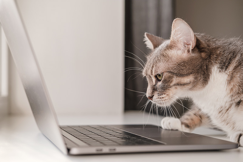 Gray tabby cat pawing at a grey laptop.