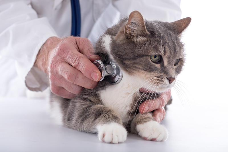Grey cat getting checked at a vet