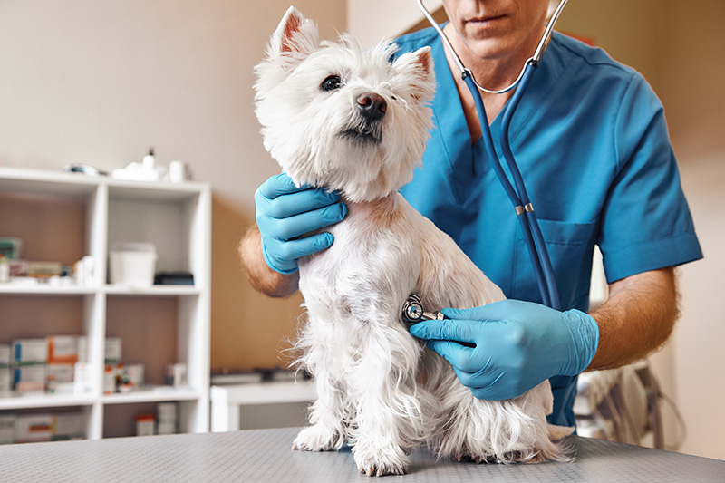 White dog getting checked at a vet