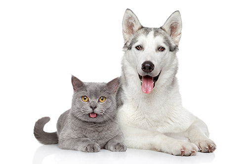 Light grey cat and husky laying next to each other against a white background