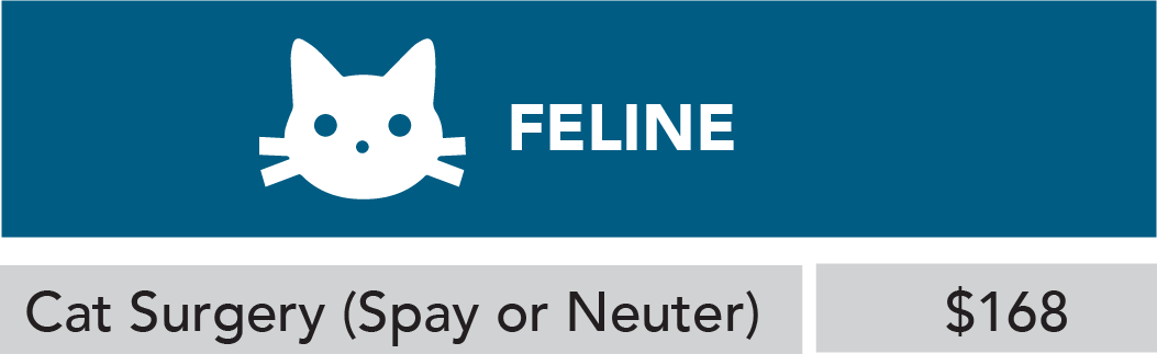 Feline Surgery Cost